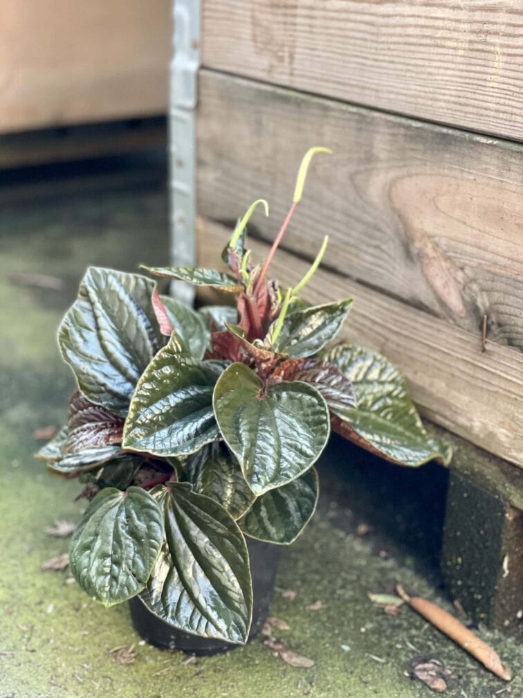 Zdjęcie rośliny Peperomia Ecuador, ujęcie 3