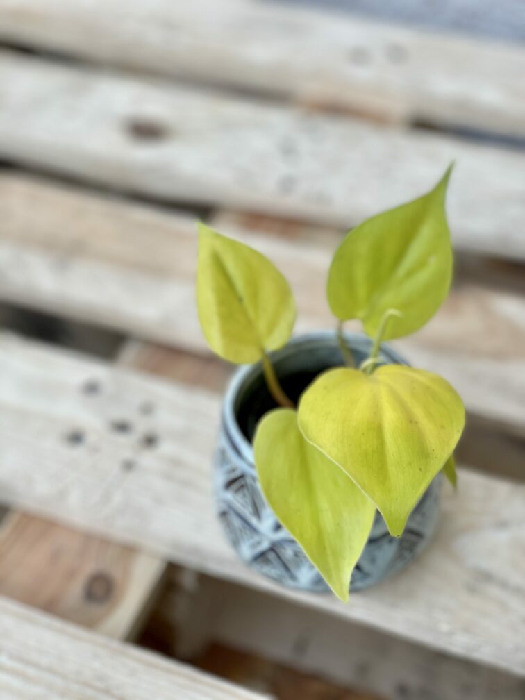 Zdjęcie rośliny Philodendron Scandens Lemon Lime, ujęcie 1