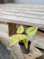 Zdjęcie rośliny Philodendron Scandens Lemon Lime, ujęcie 2