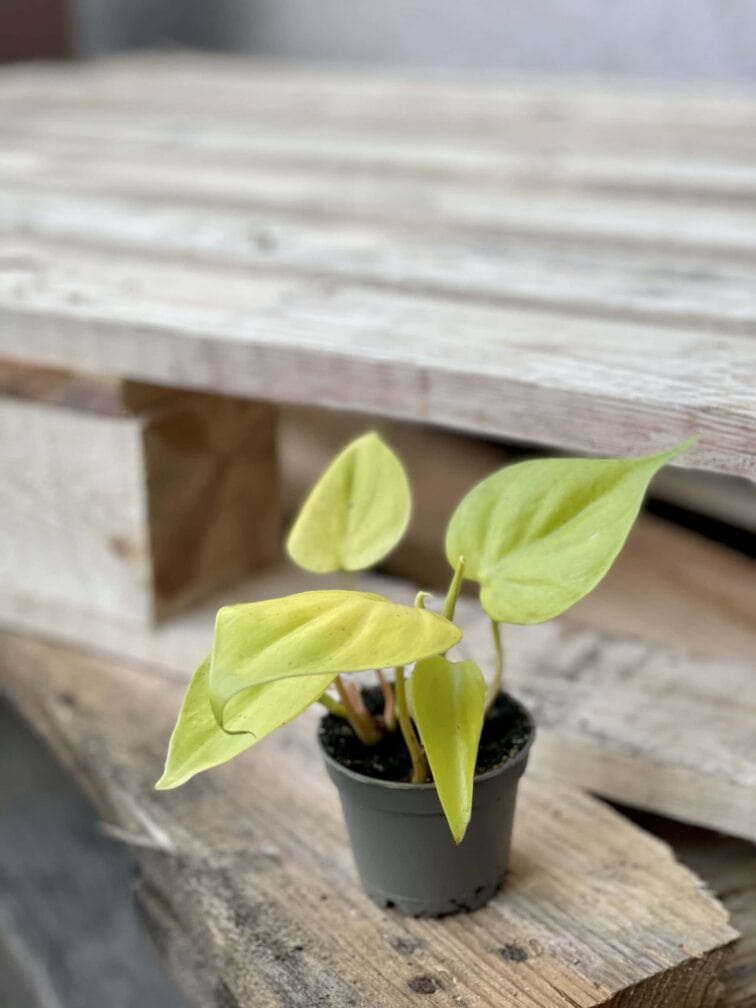Zdjęcie rośliny Philodendron Scandens Lemon Lime, ujęcie 2
