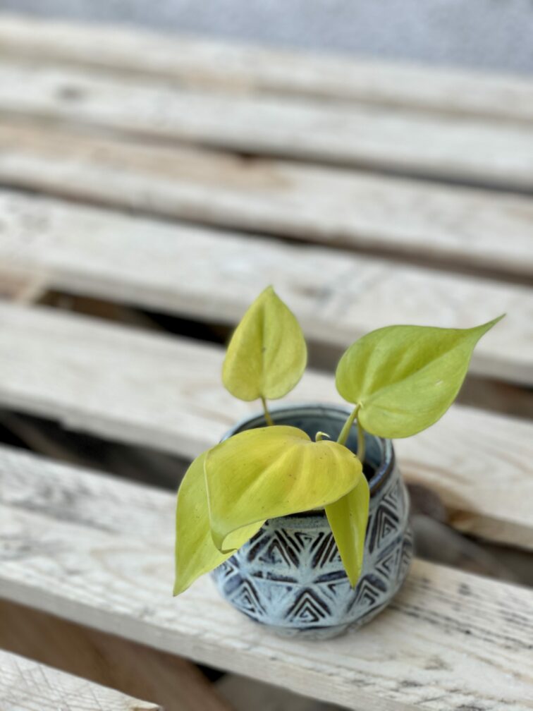 Zdjęcie rośliny Philodendron Scandens Lemon Lime, ujęcie 3