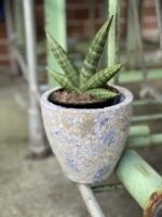 Zdjęcie rośliny Sansevieria Cylindrica Inti, ujęcie 1
