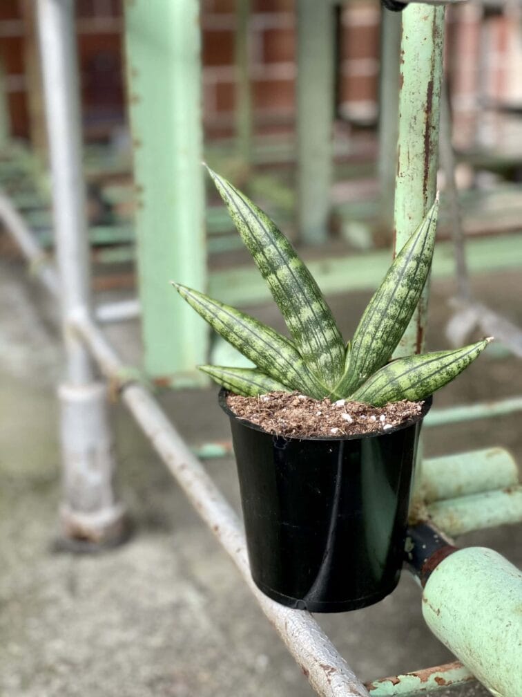 Zdjęcie rośliny Sansevieria Cylindrica Inti, ujęcie 2