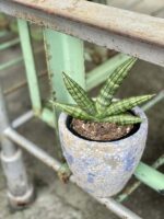 Zdjęcie rośliny Sansevieria Cylindrica Inti, ujęcie 3
