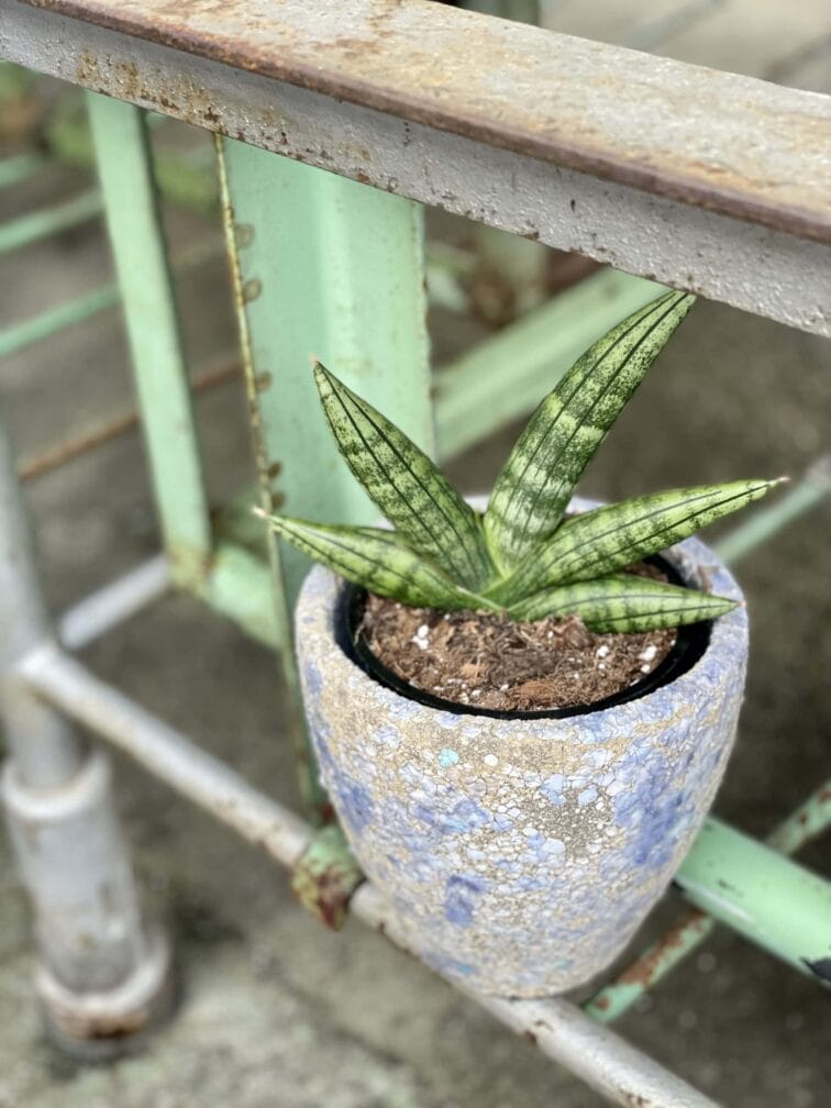 Zdjęcie rośliny Sansevieria Cylindrica Inti, ujęcie 3