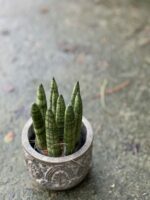 Zdjęcie rośliny Sansevieria Cylindrica, ujęcie 1