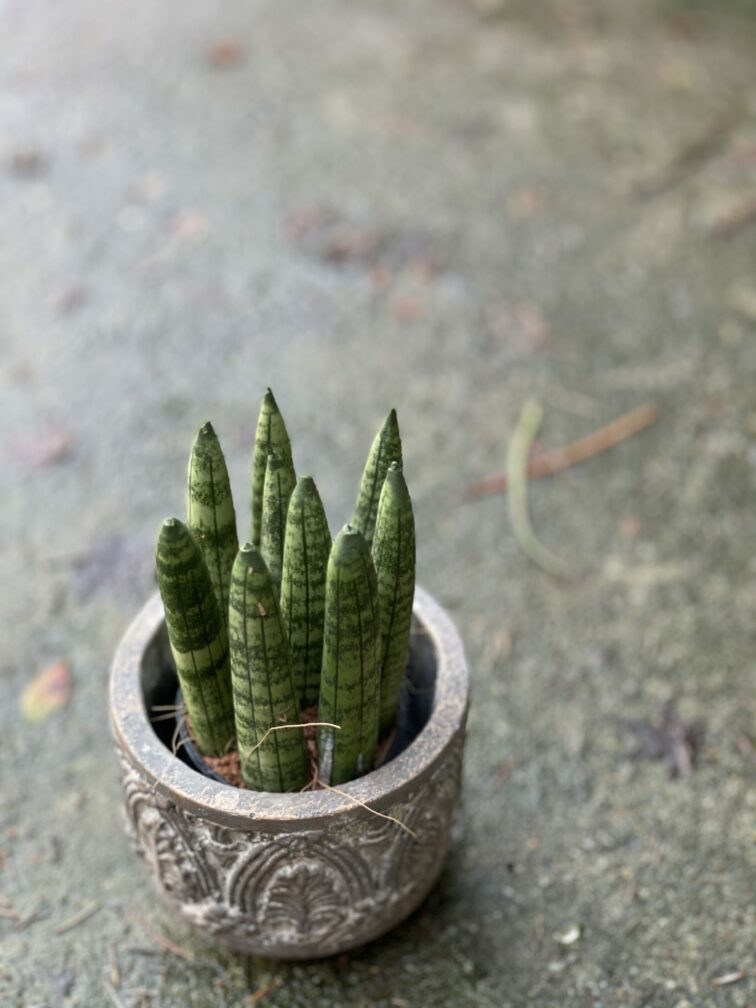 sansevieria-cylindrica_6x13-1_1613828389.jpg Zdjęcie rośliny Sansevieria Cylindrica, ujęcie 1