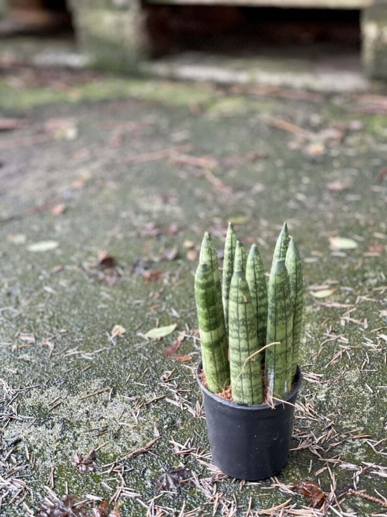 Zdjęcie rośliny Sansevieria Cylindrica, ujęcie 2