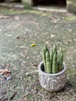 Zdjęcie rośliny Sansevieria Cylindrica, ujęcie 3