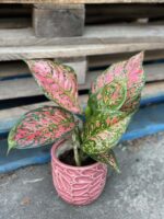 Zdjęcie rośliny Aglaonema Red Valentine, ujęcie 1