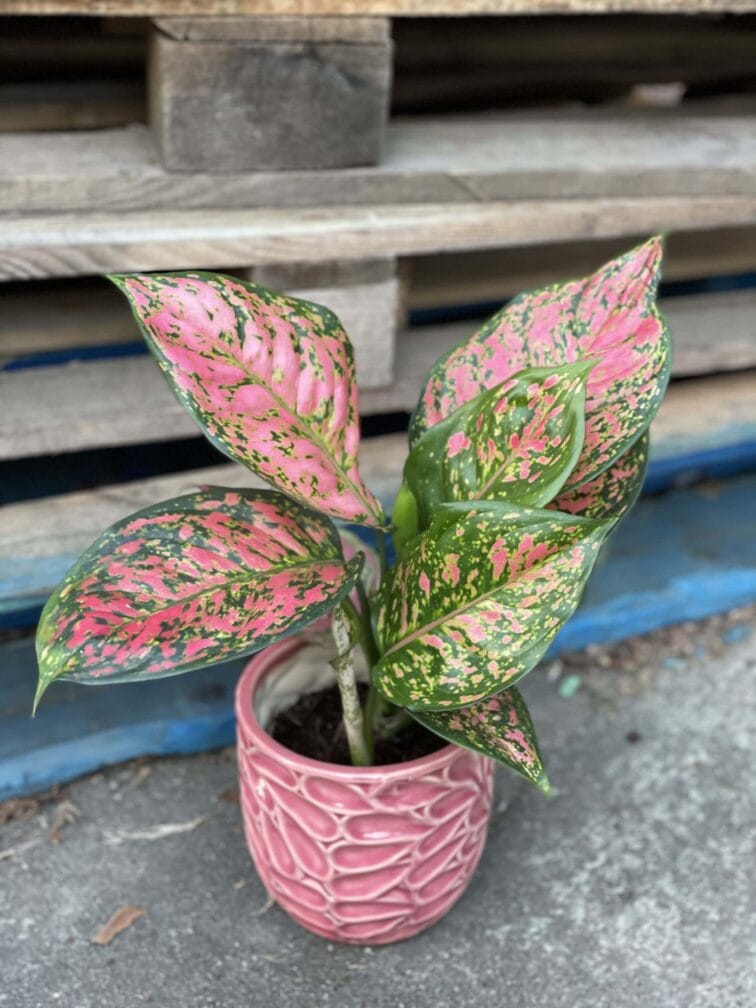 aglaonema-red-valentine_11x30-1_1615046333.jpg Zdjęcie rośliny Aglaonema Red Valentine, ujęcie 1