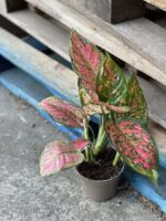 Zdjęcie rośliny Aglaonema Red Valentine, ujęcie 2