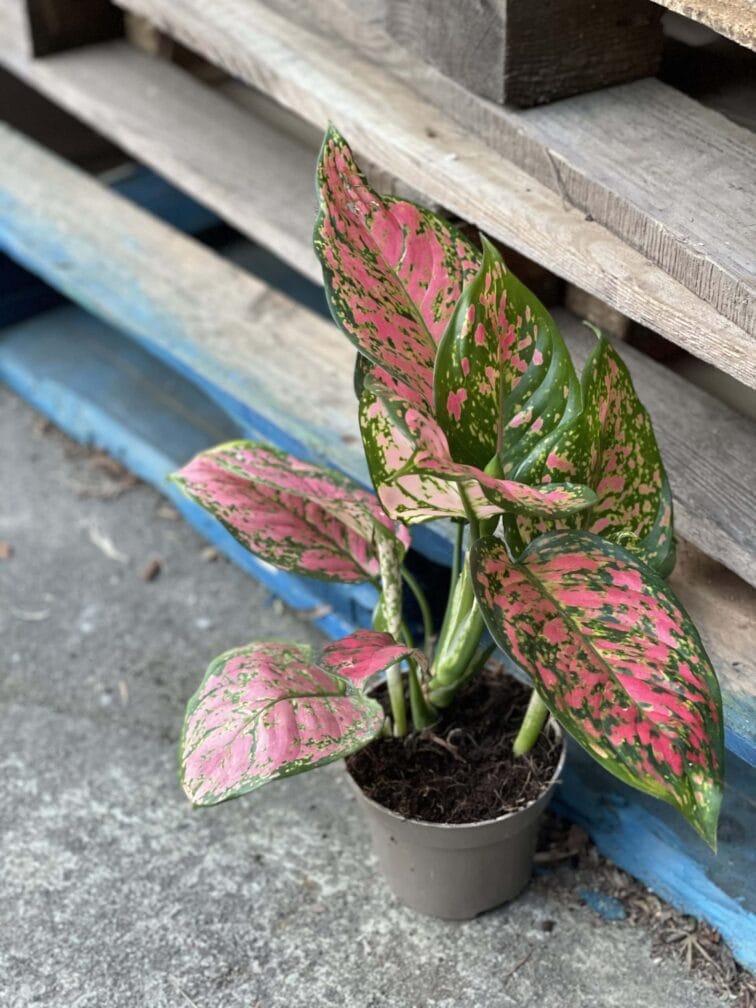 Zdjęcie rośliny Aglaonema Red Valentine, ujęcie 2
