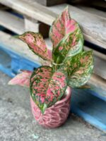 Zdjęcie rośliny Aglaonema Red Valentine, ujęcie 3