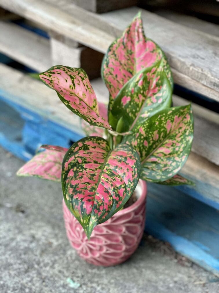Zdjęcie rośliny Aglaonema Red Valentine, ujęcie 3
