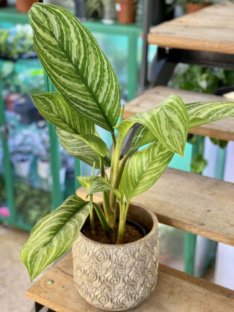 Zdjęcie rośliny Aglaonema Stripes, ujęcie 1