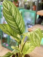 Zdjęcie rośliny Aglaonema Stripes, ujęcie 3