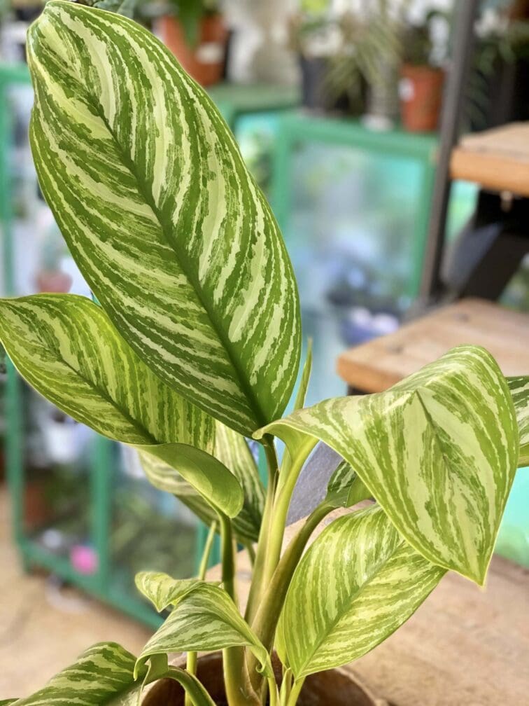 Zdjęcie rośliny Aglaonema Stripes, ujęcie 3