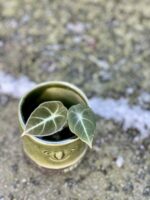 Zdjęcie rośliny Alocasia Black Velvet, ujęcie 2