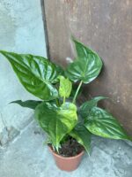 Zdjęcie rośliny Alocasia cucullata variegata I, ujęcie 1
