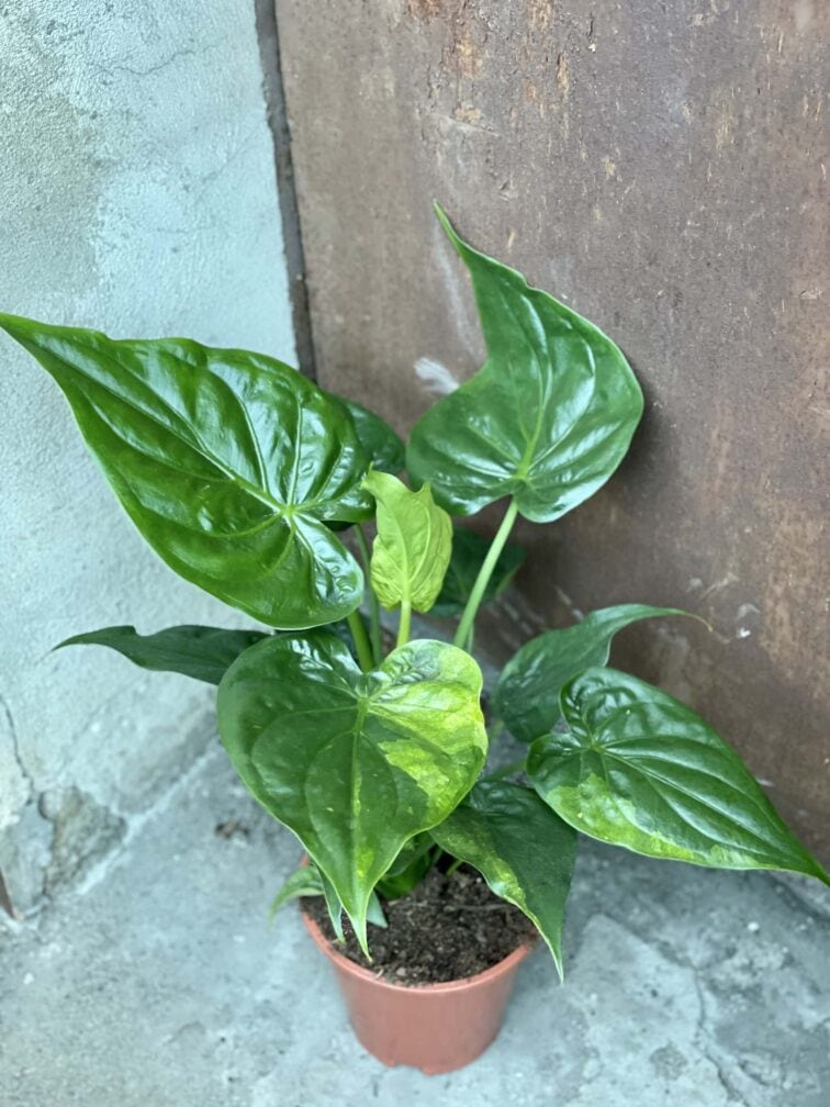 Zdjęcie rośliny Alocasia cucullata variegata I, ujęcie 1