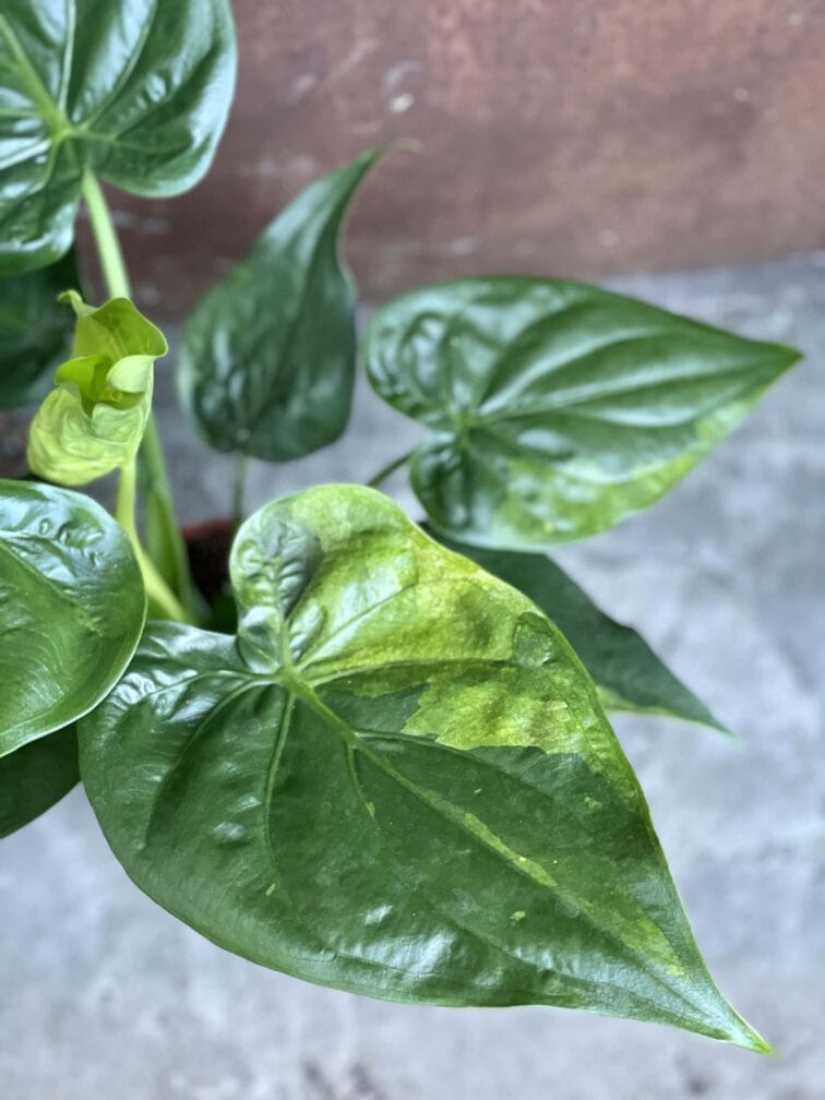 Zdjęcie rośliny Alocasia cucullata variegata I, ujęcie 2