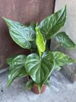 Zdjęcie rośliny Alocasia cucullata variegata II, ujęcie 1