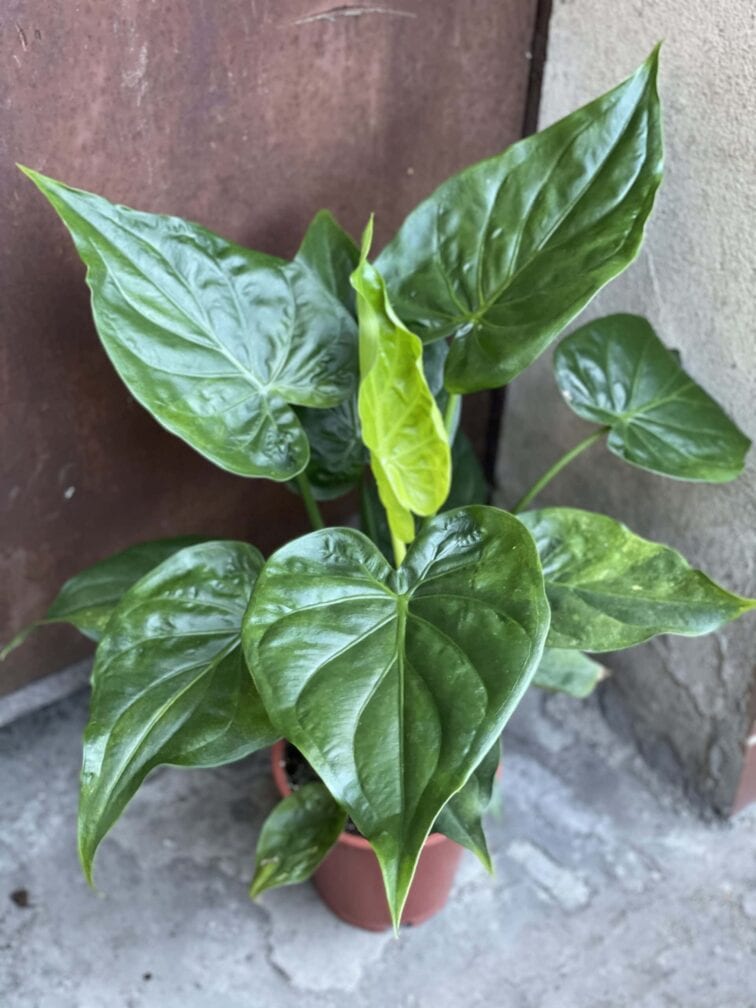 Zdjęcie rośliny Alocasia cucullata variegata II, ujęcie 1