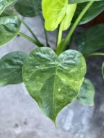 Zdjęcie rośliny Alocasia cucullata variegata II, ujęcie 2