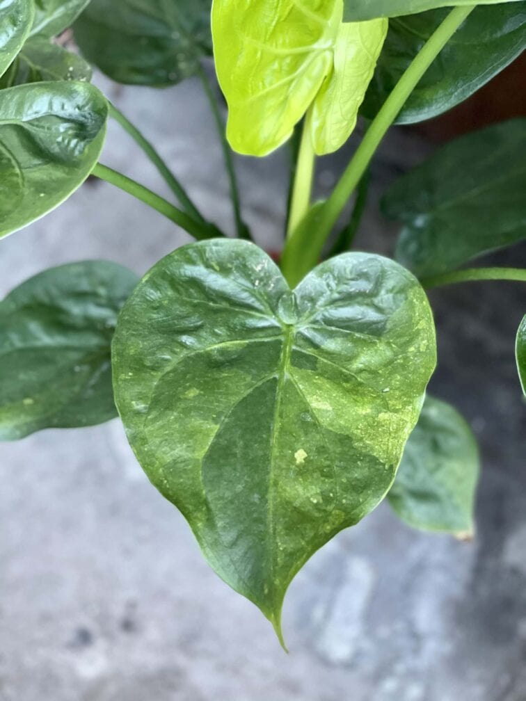 Zdjęcie rośliny Alocasia cucullata variegata II, ujęcie 2
