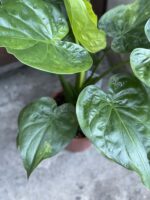 Zdjęcie rośliny Alocasia cucullata variegata II, ujęcie 3