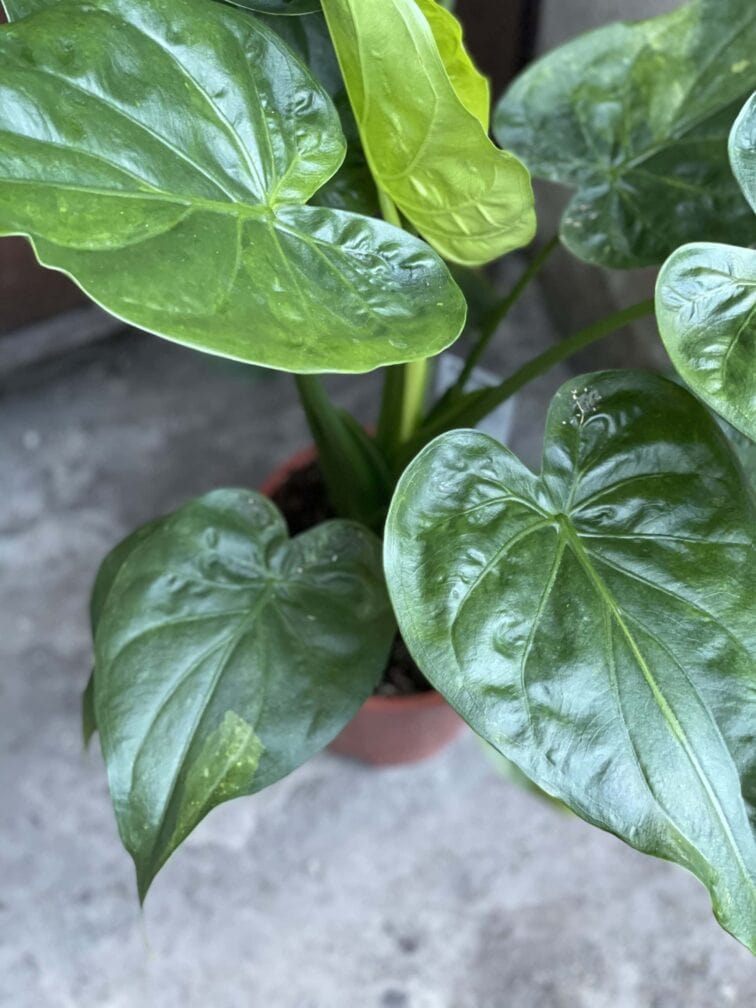 Zdjęcie rośliny Alocasia cucullata variegata II, ujęcie 3