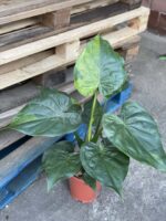 Zdjęcie rośliny Alocasia cucullata variegata III, ujęcie 1