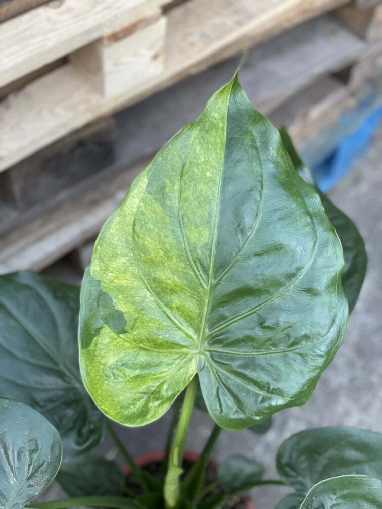 Zdjęcie rośliny Alocasia cucullata variegata III, ujęcie 2