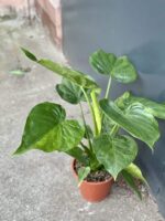 Zdjęcie rośliny Alocasia cucullata variegata IV, ujęcie 1