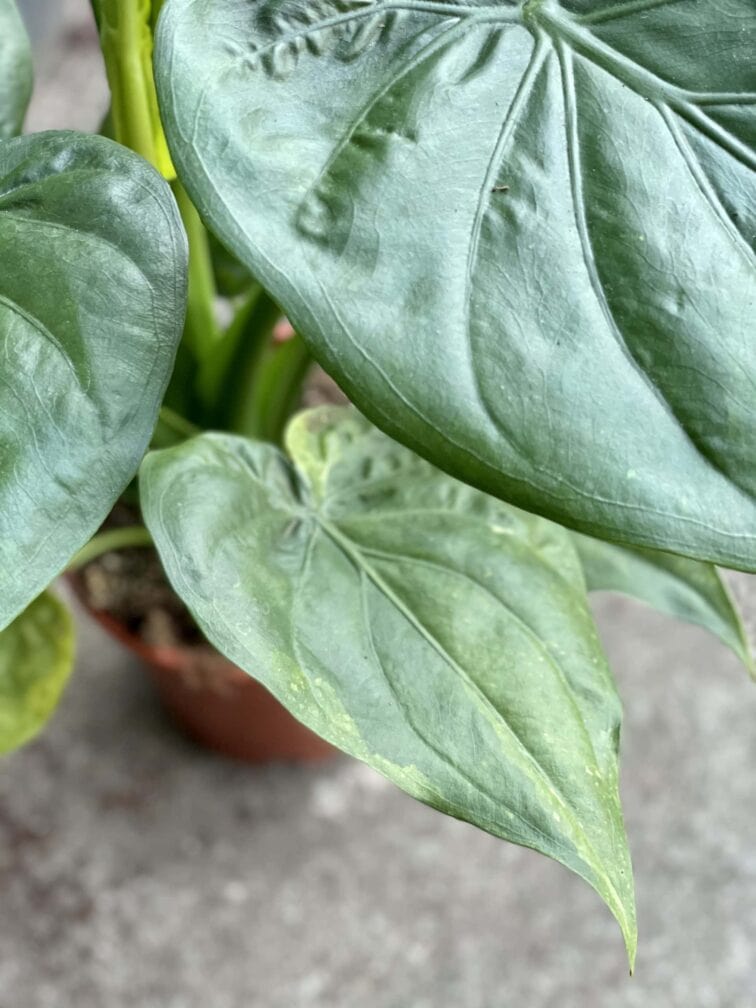 Zdjęcie rośliny Alocasia cucullata variegata IV, ujęcie 4