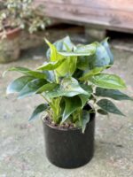 Zdjęcie rośliny Alocasia cucullata, ujęcie 2