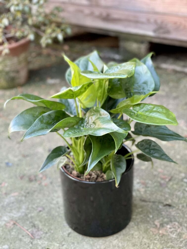 Zdjęcie rośliny Alocasia cucullata, ujęcie 2