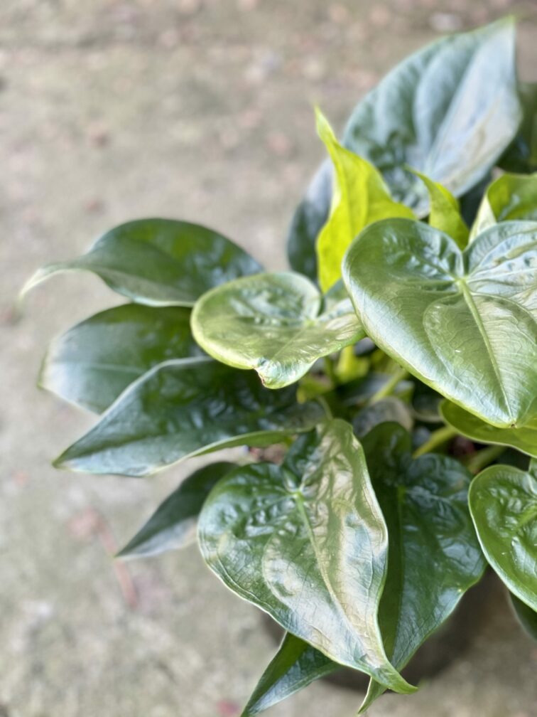 Zdjęcie rośliny Alocasia cucullata, ujęcie 3