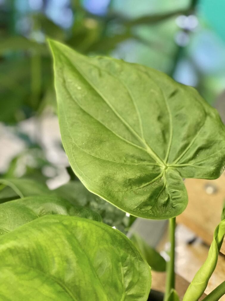Zdjęcie rośliny Alocasia cucullata, ujęcie 2