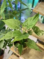 Zdjęcie rośliny Alocasia cucullata, ujęcie 3
