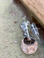 Zdjęcie rośliny Alocasia dwarf Amazonica, ujęcie 1