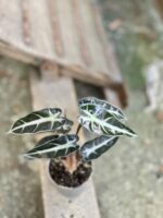 Zdjęcie rośliny Alocasia dwarf Amazonica, ujęcie 3