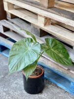 Zdjęcie rośliny Alocasia Macrorhiza, ujęcie 1