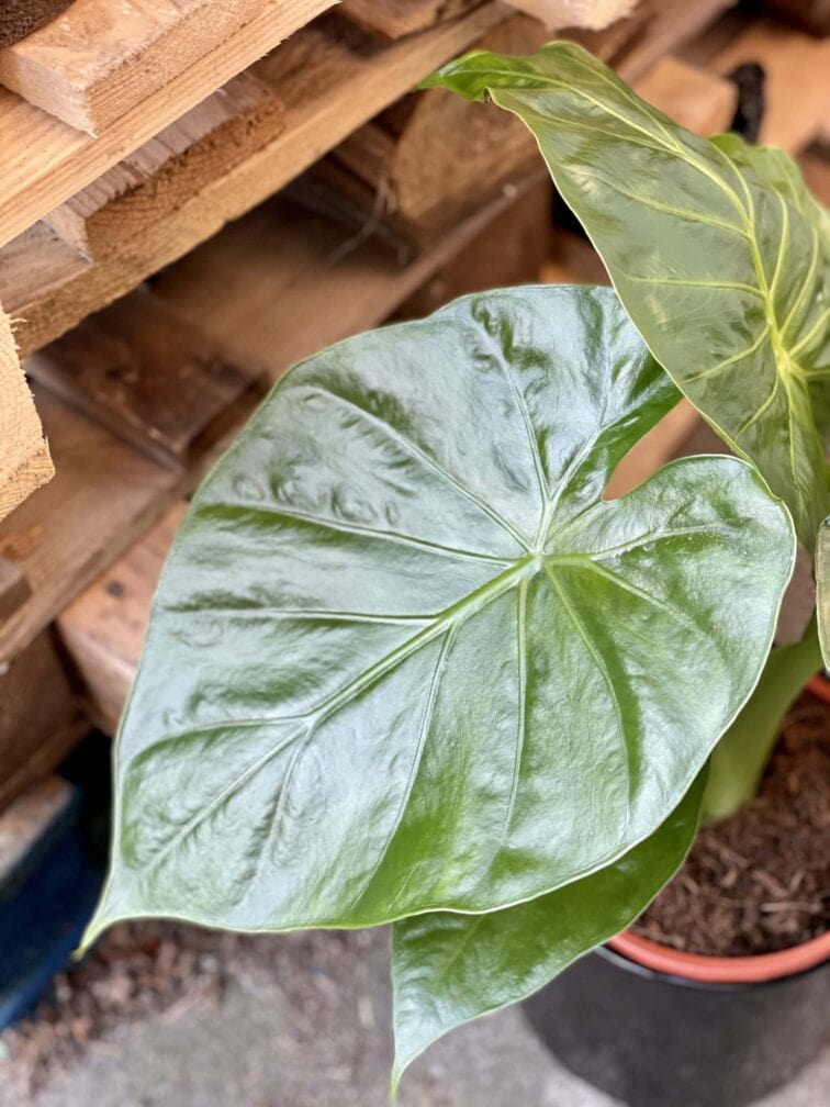 Zdjęcie rośliny Alocasia Macrorhiza, ujęcie 2