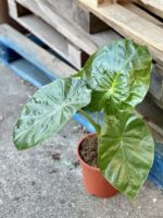 Zdjęcie rośliny Alocasia Macrorhiza, ujęcie 3