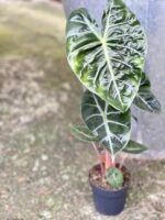 Zdjęcie rośliny Alocasia Pink Dragon, ujęcie 1