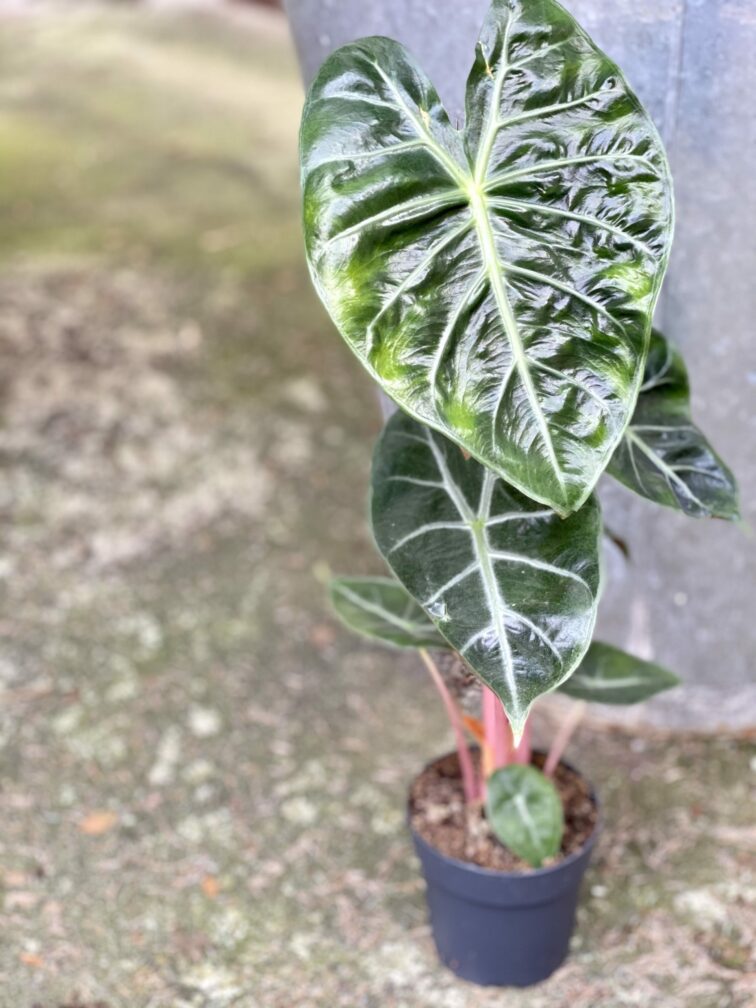 alocasia-pink-dragon_10x45-1_1617029190.jpg Zdjęcie rośliny Alocasia Pink Dragon, ujęcie 1