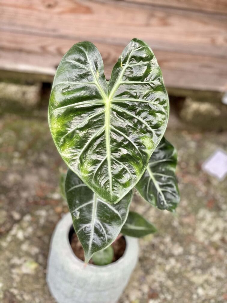 Zdjęcie rośliny Alocasia Pink Dragon, ujęcie 2