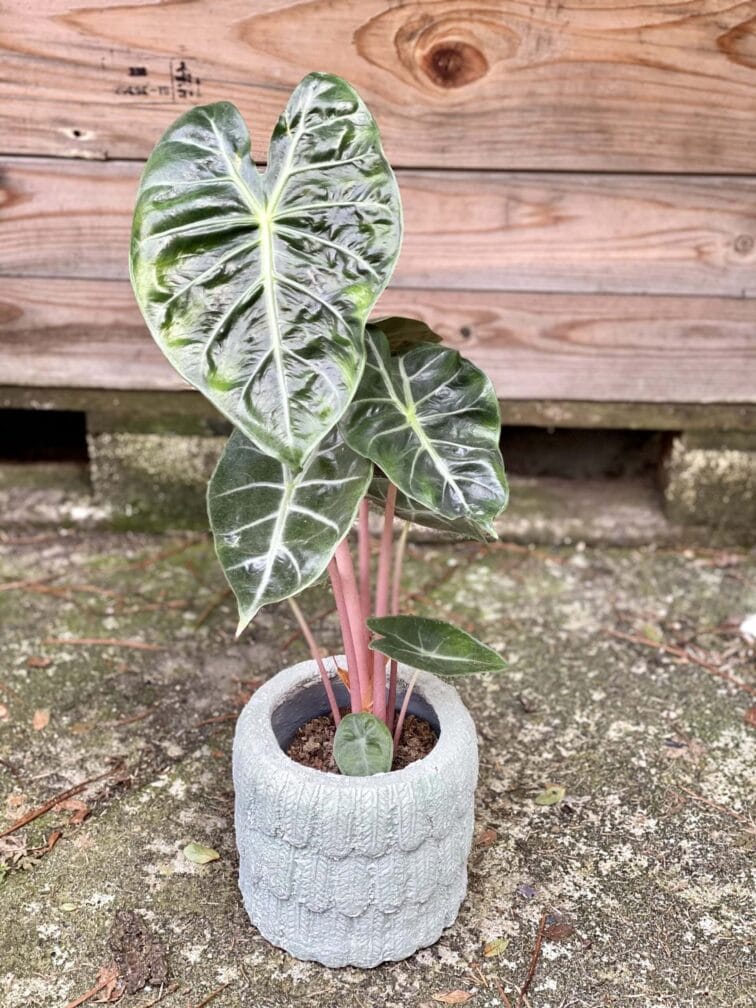 Zdjęcie rośliny Alocasia Pink Dragon, ujęcie 3